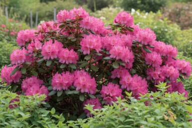 Rhododendron 'Wine and Roses' arbuste