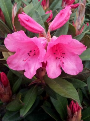 Rhododendron Rhododendron 'Winsome' arbuste Rhododendron 'Winsome'