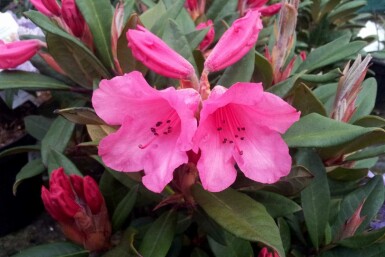 Rhododendron Rhododendron 'Winsome' arbuste Rhododendron 'Winsome'