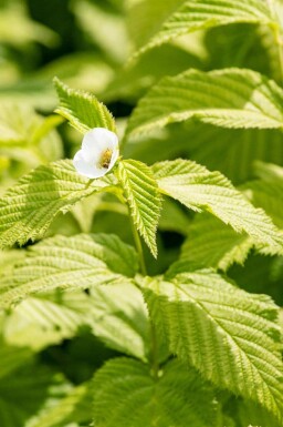 Rhodotypos scandens