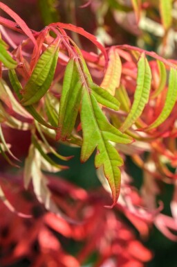 Sumac Rhus glabra 'Laciniata' arbuste Rhus glabra 'Laciniata' arbuste
