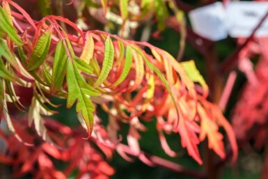 Sumac Rhus glabra 'Laciniata' arbuste Rhus glabra 'Laciniata' arbuste