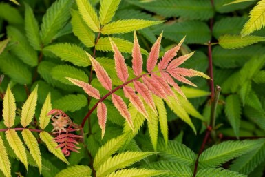Vinaigrier Rhus typhina arbuste Rhus typhina