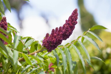 Vinaigrier Rhus typhina arbuste Rhus typhina