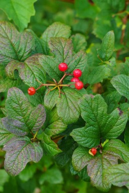Groseillier des alpes Ribes alpinum arbuste Ribes alpinum
