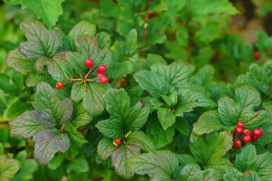 Groseillier des alpes Ribes alpinum arbuste Ribes alpinum