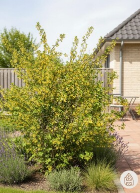 Ribes odoratum arbuste