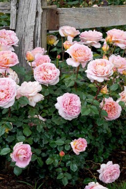 Rose anglaise Rosa 'Abraham Darby' arbuste Rosa 'Abraham Darby'