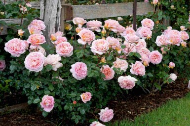Rose anglaise Rosa 'Abraham Darby' arbuste Rosa 'Abraham Darby'
