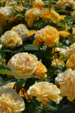 Rosier Rosa 'Absolutely Fabulous' arbuste Rosa 'Absolutely Fabulous'
