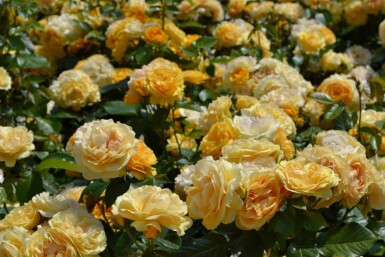 Rosier Rosa 'Absolutely Fabulous' arbuste Rosa 'Absolutely Fabulous'
