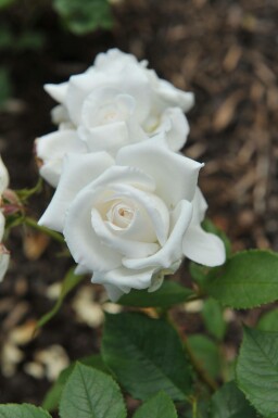 Rose blanche Rosa 'Annapurna' arbuste Rosa 'Annapurna'