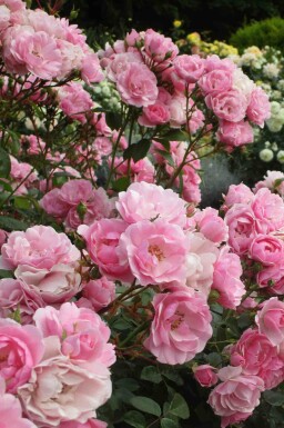 Rosier bonica Rosa 'Bonica 82' arbuste Rosa 'Bonica 82'
