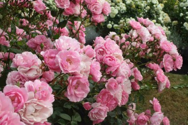 Rosier bonica Rosa 'Bonica 82' arbuste Rosa 'Bonica 82'