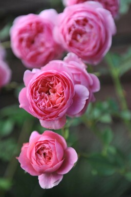 Rosier boscobel Rosa 'Boscobel' arbuste Rosa 'Boscobel'