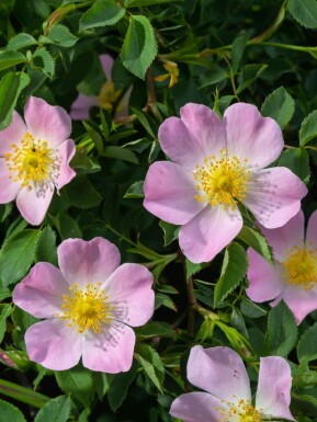 Églantier Rosa canina arbuste Rosa canina arbuste
