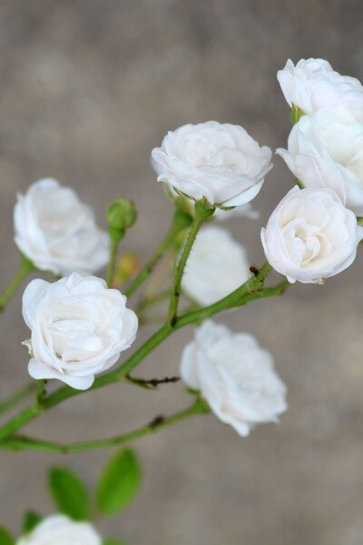 Rose Rosa 'Crystal Fairy' arbuste Rosa 'Crystal Fairy' arbuste