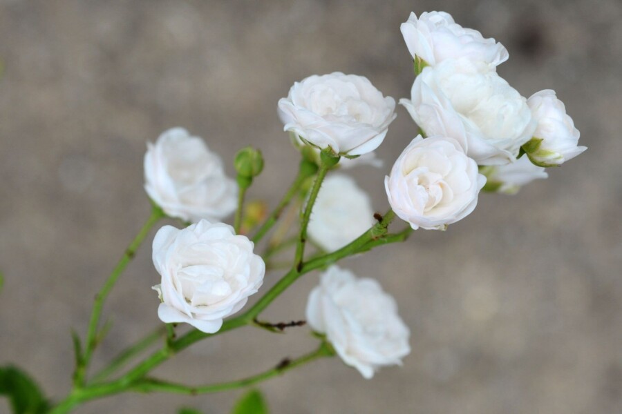 Rose Rosa 'Crystal Fairy' arbuste Rosa 'Crystal Fairy' arbuste