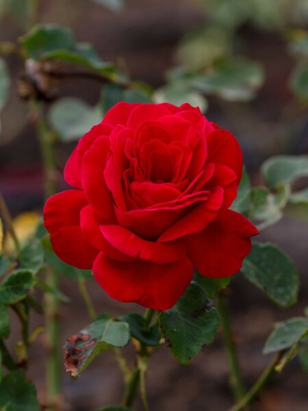 Rose Rosa 'Dame de Coeur' arbuste Rosa 'Dame de Coeur' arbuste