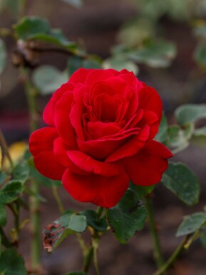 Rose Rosa 'Dame de Coeur' arbuste Rosa 'Dame de Coeur'