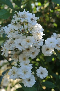 Rosier blanc Rosa 'Guirlande d'Amour' arbuste Rosa 'Guirlande d'Amour'