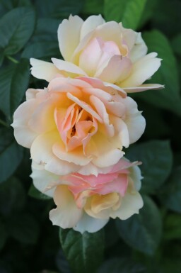 Rose hansestadt rostock Rosa 'Hansestadt Rostock' arbuste Rosa 'Hansestadt Rostock'