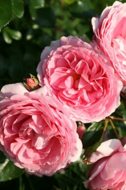 Rose léonard de vinci Rosa 'Leonardo da Vinci' arbuste Rosa 'Leonardo da Vinci'