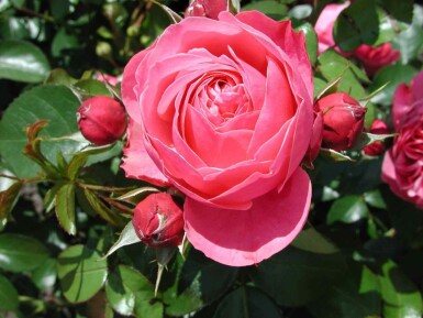 Rose léonard de vinci Rosa 'Leonardo da Vinci' arbuste Rosa 'Leonardo da Vinci'