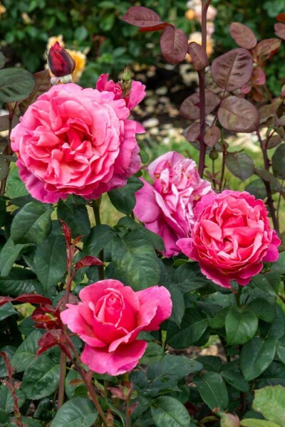 Rose Rosa 'Line Renaud' arbuste Rosa 'Line Renaud' arbuste