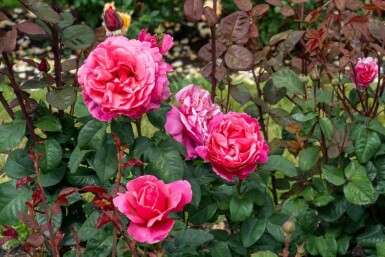 Rose Rosa 'Line Renaud' arbuste Rosa 'Line Renaud'