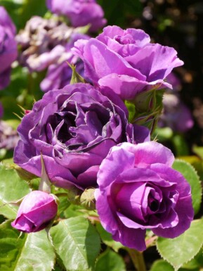 Rosier minerva Rosa 'Minerva' arbuste Rosa 'Minerva'