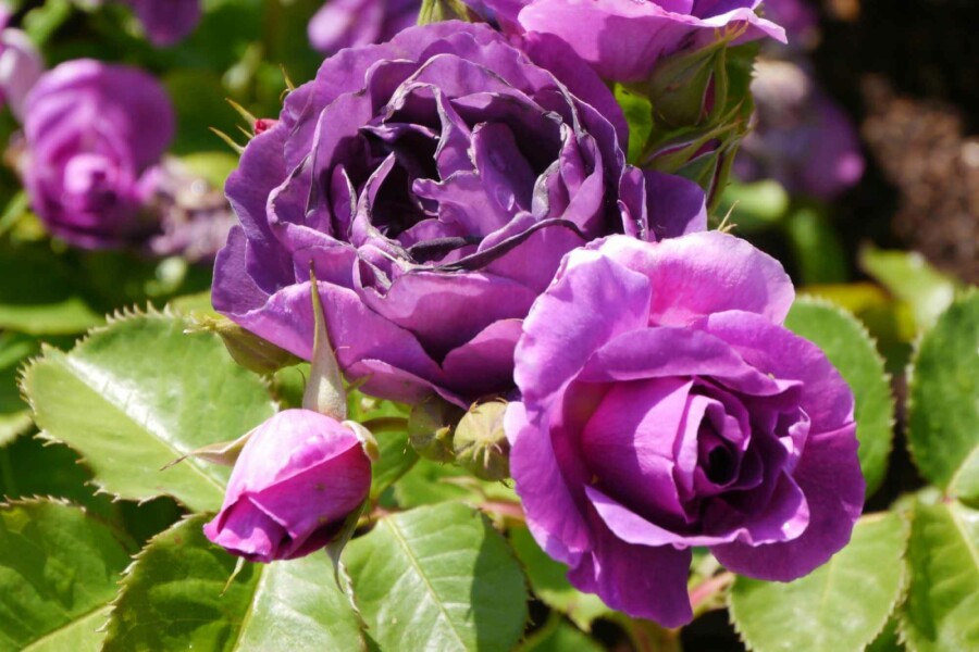 Rosier minerva Rosa 'Minerva' arbuste Rosa 'Minerva' arbuste