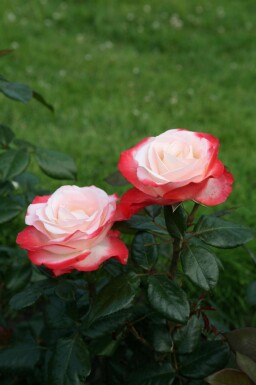Rosier nostalgie Rosa 'Nostalgie' arbuste Rosa 'Nostalgie'