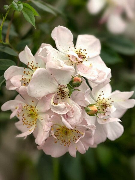 Rose Rosa 'Open Arms' arbuste Rosa 'Open Arms' arbuste