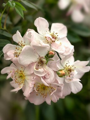 Rose Rosa 'Open Arms' arbuste Rosa 'Open Arms'