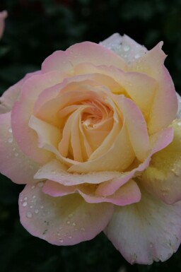 Rose de la paix Rosa 'Peace' arbuste Rosa 'Peace'