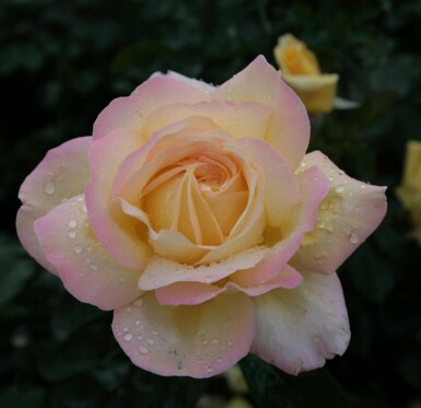 Rose de la paix Rosa 'Peace' arbuste Rosa 'Peace'