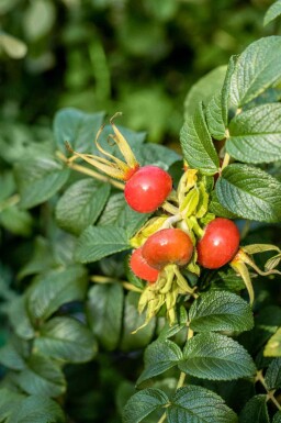 Rosier rugueux Rosa rugosa arbuste Rosa rugosa