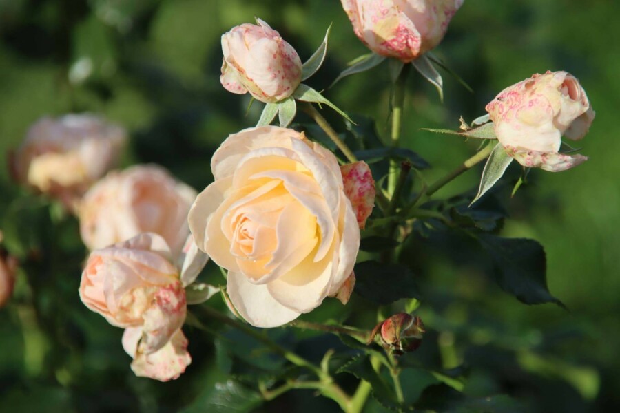 Rosier Rosa 'Sirius' arbuste Rosa 'Sirius' arbuste