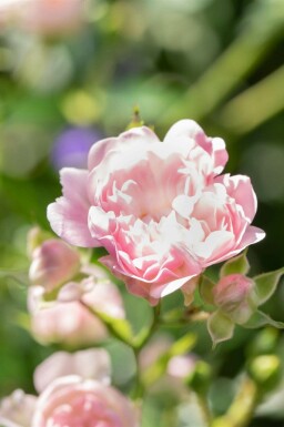 Rosier Rosa 'The Fairy' arbuste Rosa 'The Fairy' arbuste