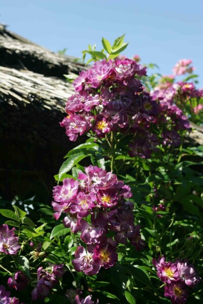 Rosier veilchenblau Rosa 'Veilchenblau' arbuste Rosa 'Veilchenblau' arbuste