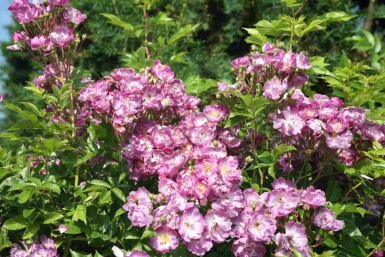 Rosier veilchenblau Rosa 'Veilchenblau' arbuste Rosa 'Veilchenblau'
