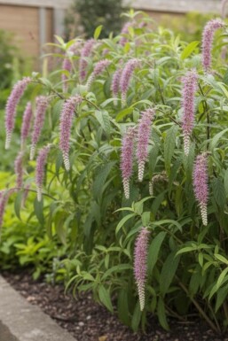 Rostrinucule Rostrinucula dependens arbuste Rostrinucula dependens arbuste