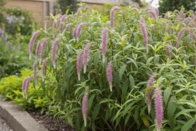 Rostrinucule Rostrinucula dependens arbuste Rostrinucula dependens arbuste