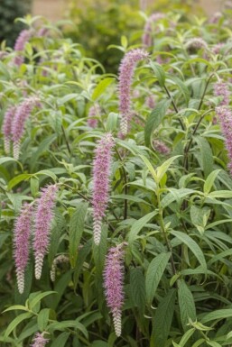 Rostrinucula dependens arbuste