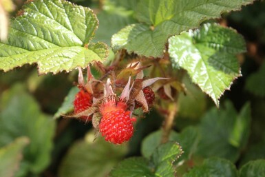 Rubus tricolor