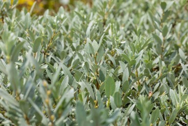 Saule nain Salix helvetica arbuste Salix helvetica