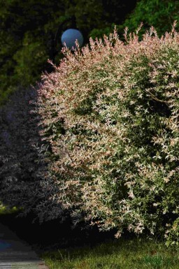 Saule du japon Salix integra 'Flamingo' arbuste Salix integra 'Flamingo'
