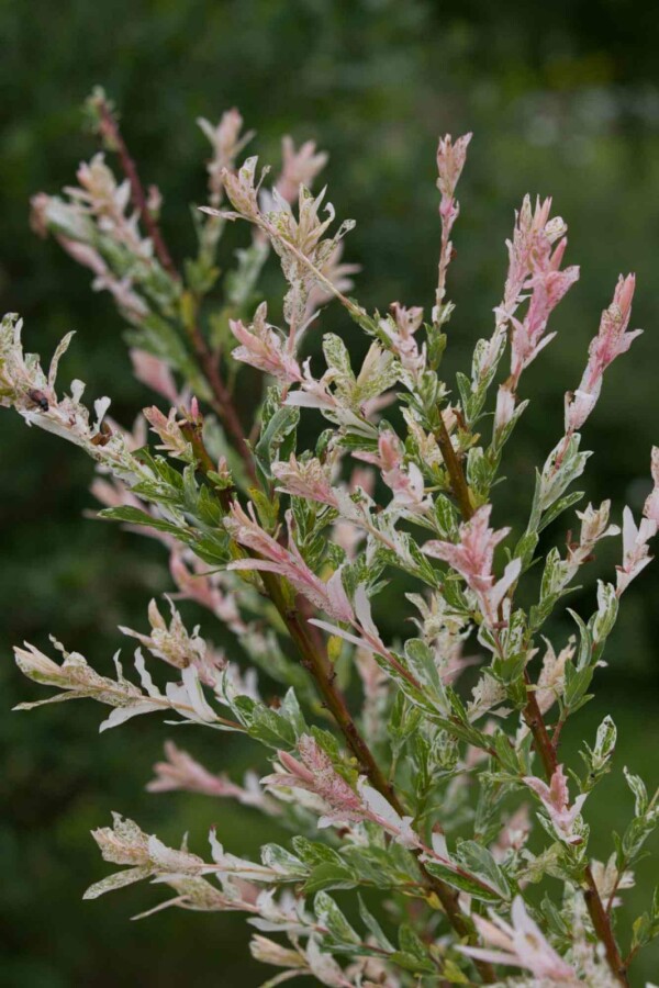 Saule du japon Salix integra 'Flamingo' arbuste Salix integra 'Flamingo' arbuste