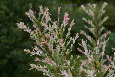 Saule du japon Salix integra 'Flamingo' arbuste Salix integra 'Flamingo' arbuste